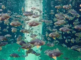 Biotecnología Acuícola y Pecuaria