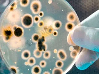 Iotecnología Ambienta